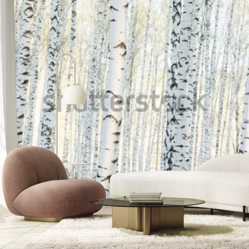 Fotobehang Landschap van een berkenbos in de ochtend