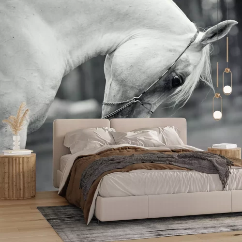 Fotobehang Arabisch paard met neerkijkend hoofd