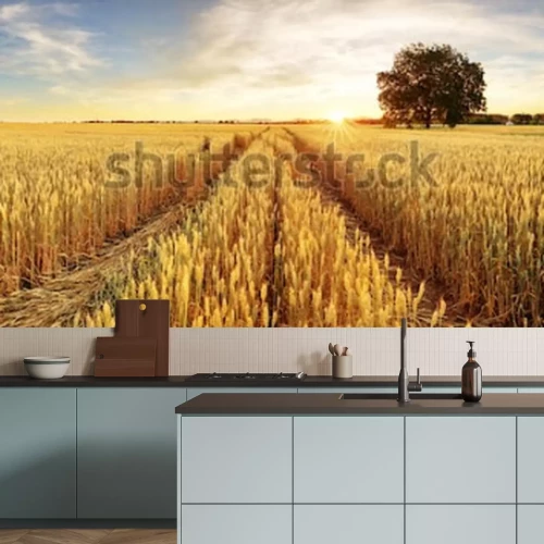Fotobehang Tarweveld bij zonsondergang