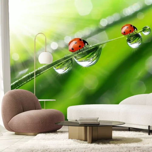 Sticker verse ochtenddauw en lieveheersbeestje