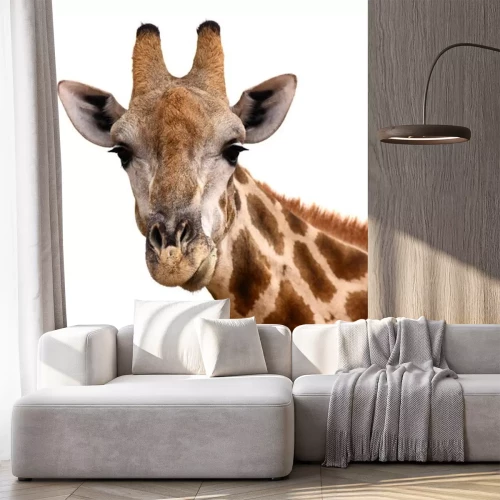 Sticker Portret van de giraf