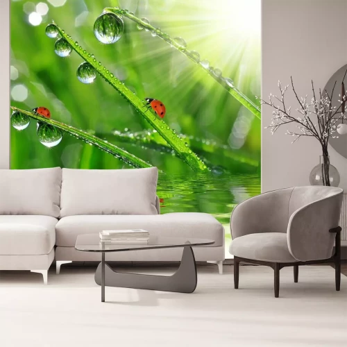 Fotobehang Natuur met lieveheersbeestjes