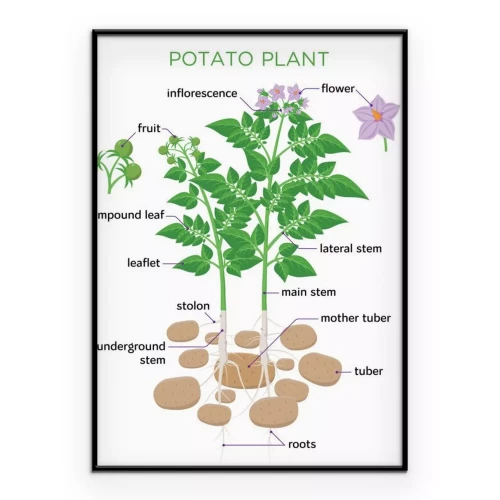 Visualisatie van het product
