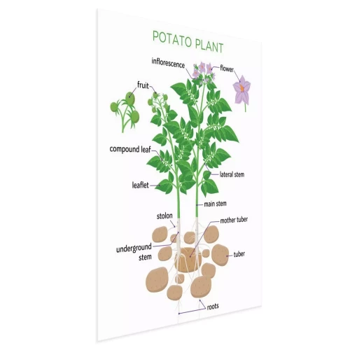 Visualisatie van het product