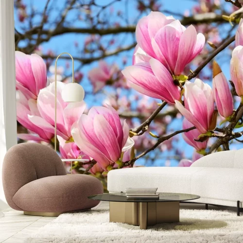 Sticker Magnolia's bloeien in het voorjaar