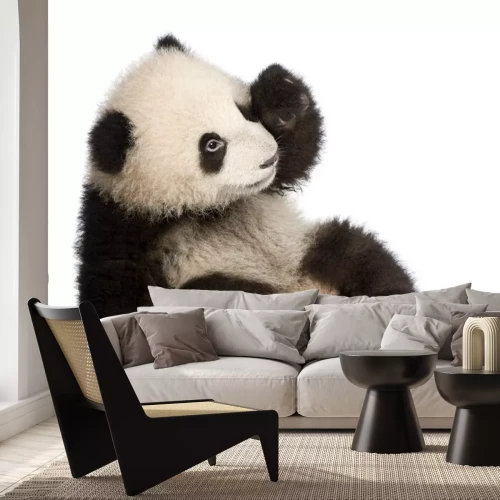 Sticker Giant Panda (6 maanden) - Ailuropoda melanoleuca