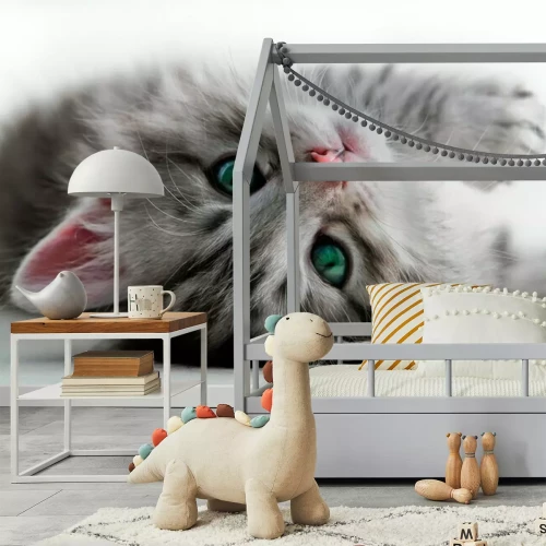 Fotobehang Grijs katje