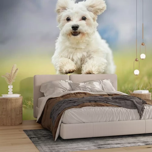 Fotobehang Een hond op de vlucht