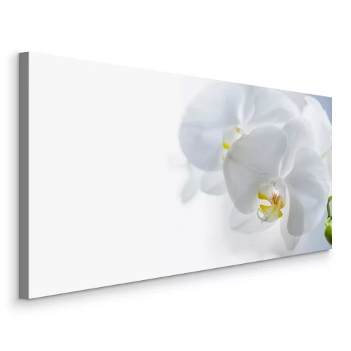 Canvas Witte orchideeënbloemen 3D