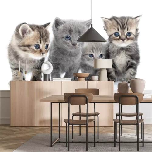 Sticker Portret van een groep jonge katten '. Studio-opname. Geïsoleerd.