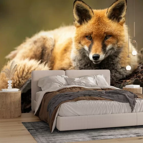 Fotobehang Vos in het bos op de boom