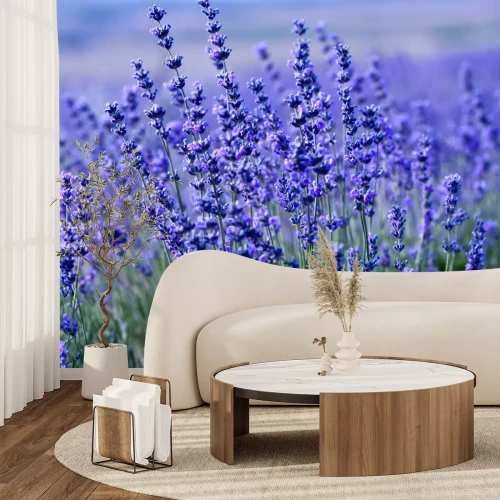 Fotobehang Paars lavendel veld