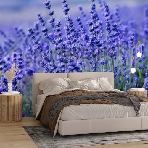 Fotobehang Paars lavendel veld