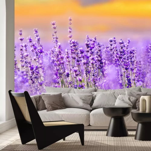 Fotobehang Paars lavendelveld