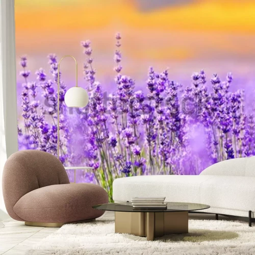 Fotobehang Paars lavendelveld
