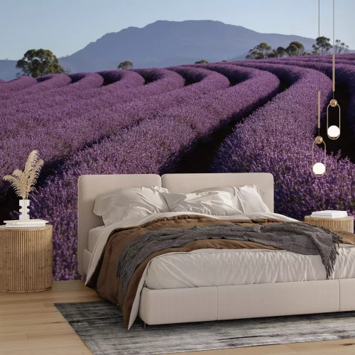 Fotobehang Veld met lavendelbloemen