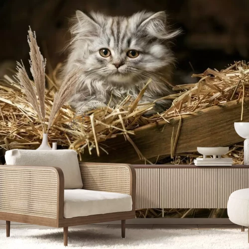 Fotobehang Striped fluffy kitten in an old wagon with straw