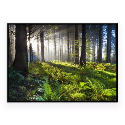 Poster De dageraad in het bos, verlicht door de zonnestralen.