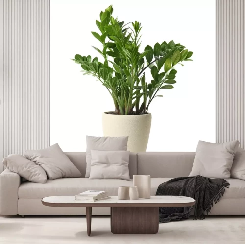 Sticker Pot with Zamioculcas home plant on white background