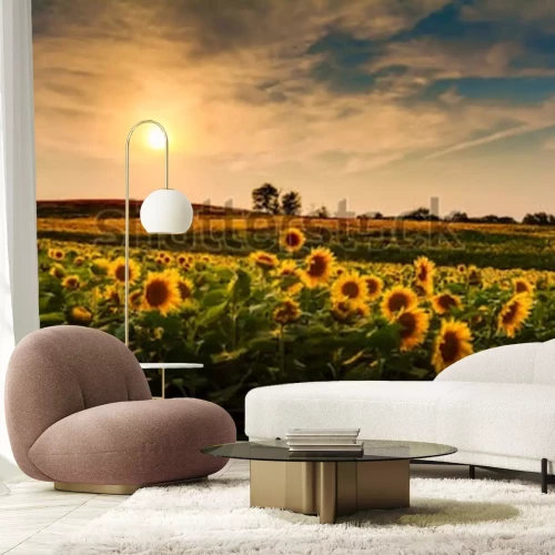 Fotobehang Veld met zonnebloemen