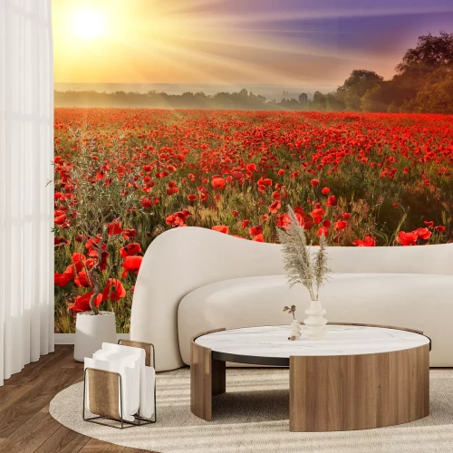 Fotobehang Veld met rode klaprozen