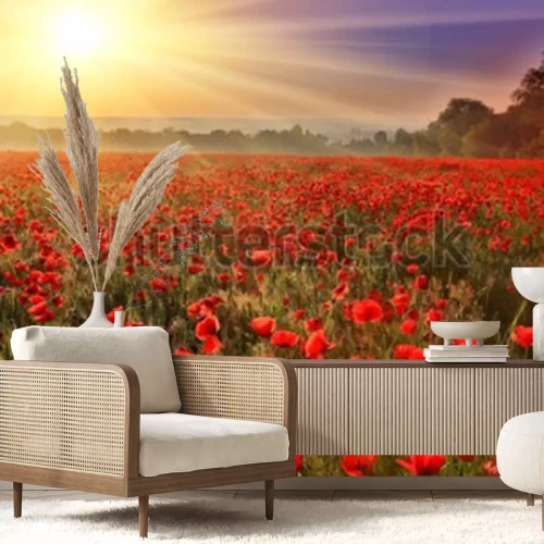 Fotobehang Veld met rode klaprozen