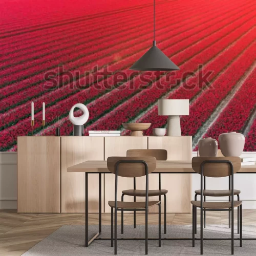 Fotobehang Veld met rode tulpen in Nederland