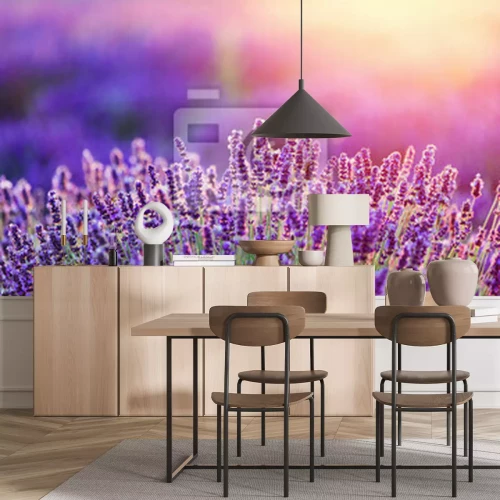 Fotobehang Lavendelveld bij zonsopgang