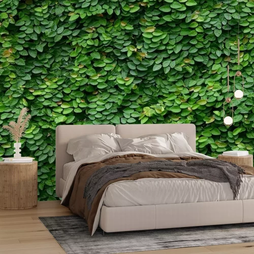 Fotobehang Klimplanten vasthechtend aan een muur