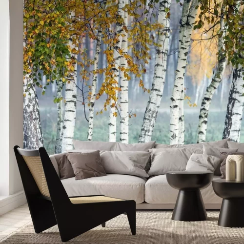 Fotobehang Berkenbos in de herfst