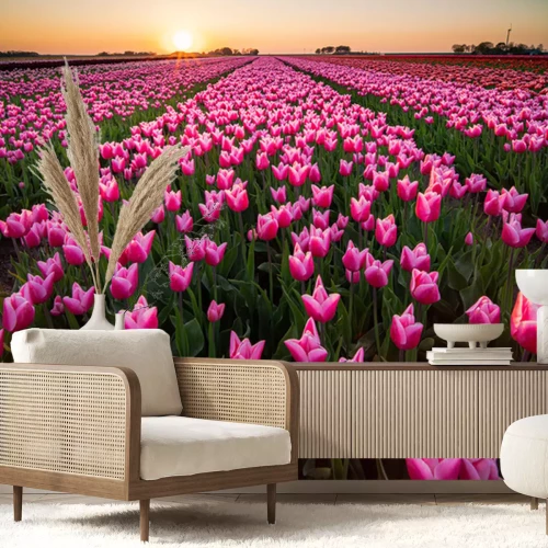 Fotobehang Sunset and warm sun light over the colored blooming tulip fields of holland