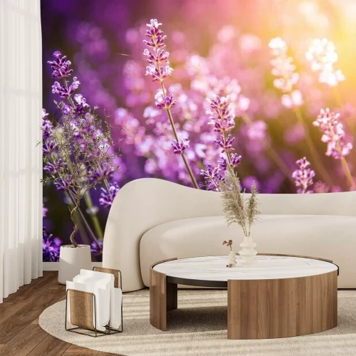 Fotobehang Lavendelbos