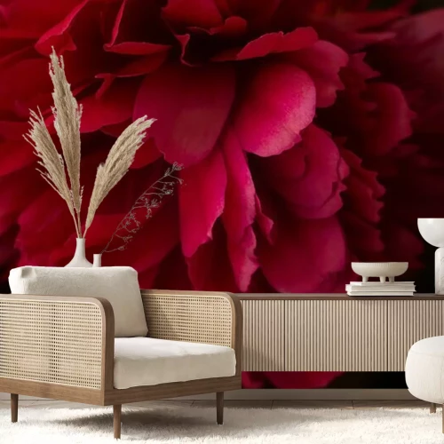 Fotobehang Roze pioen in close-up