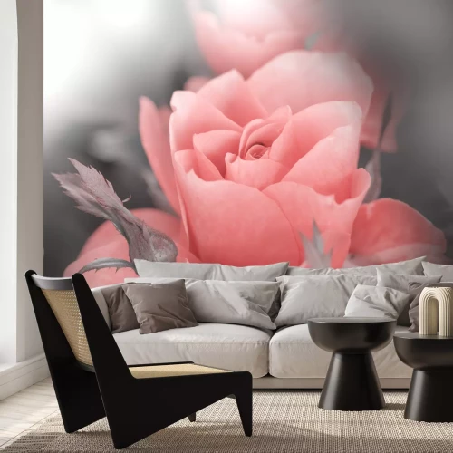 Sticker Poederachtige roos