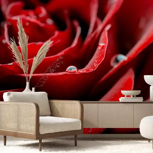 Fotobehang Rode rozenblaadjes en druppels