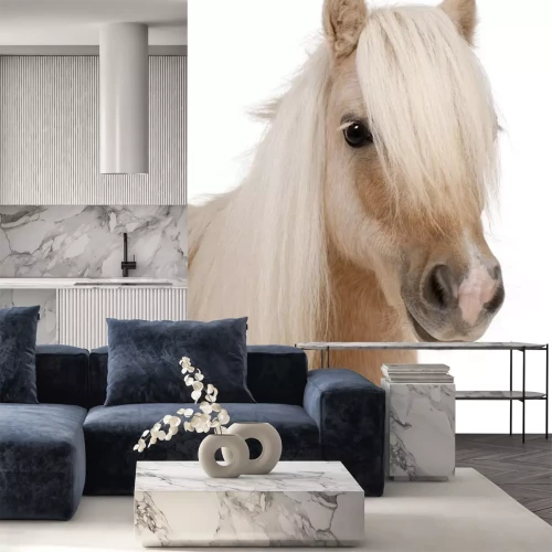 Sticker Palomino Shetland pony, Equus caballus, 3 jaar oud