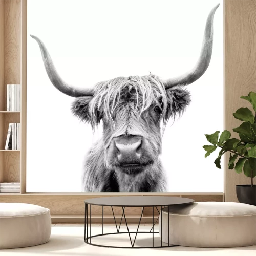 Sticker Zwart-wit foto van een langharige Schotse koe