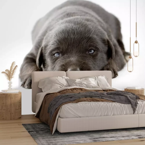 Sticker Portret van schattige zwarte labrador pup