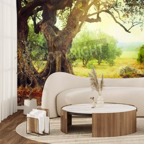 Fotobehang Mediterranean olive field. Olive tree in orchard, Olive harvest