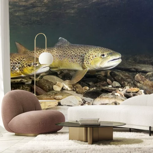 Fotobehang Forelvissen in een beek