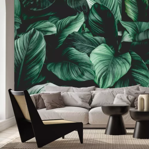 Fotobehang Tropische grote donkergroene bladeren