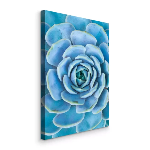 Canvas Blauwe vetplant van dichtbij