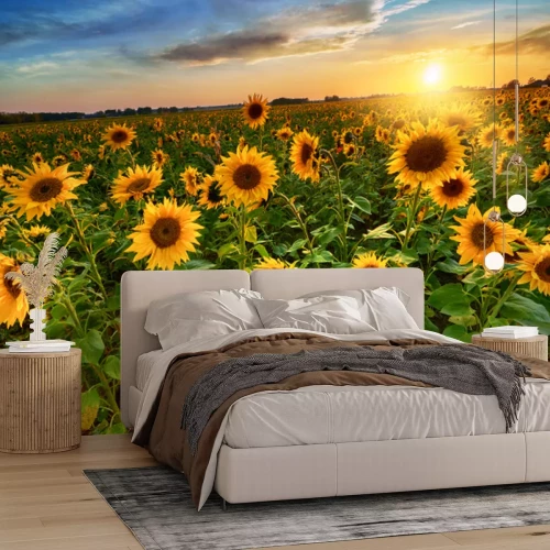 Fotobehang Zonnebloemen veld op een achtergrond van zonsondergang