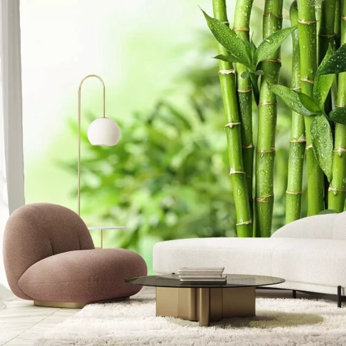 Fotobehang Groene bamboe met waterdruppels
