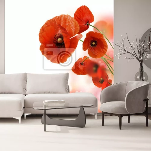 Fotobehang Close-up van klaprozen op een witte achtergrond