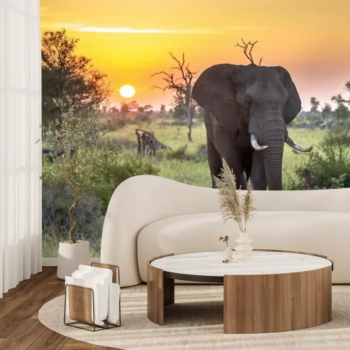 Fotobehang Olifant op de achtergrond van oranje lucht