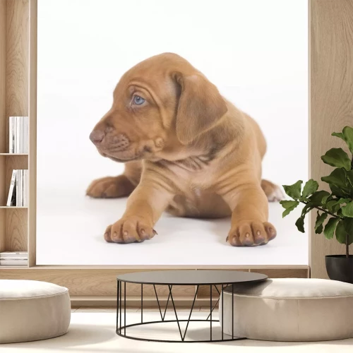 Sticker Liggende caramelkleurige hond