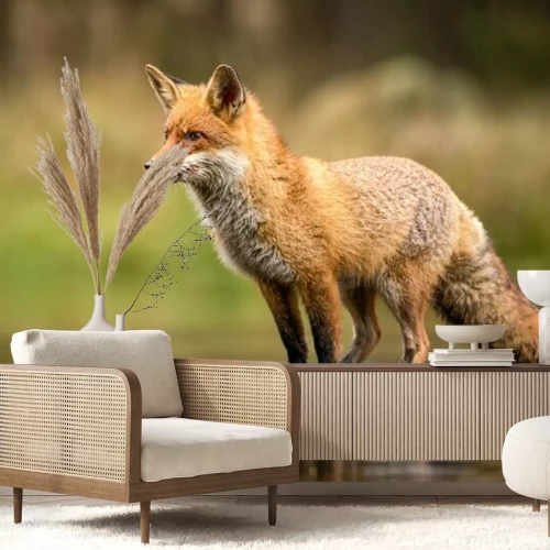 Fotobehang Vos op de rotsen in het water