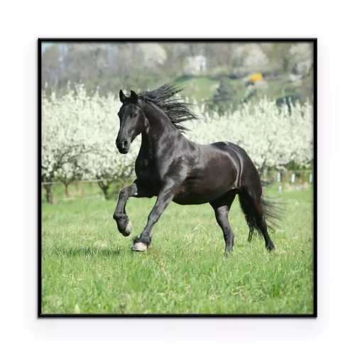 Poster Een zwart paard galoppeert over het gras.