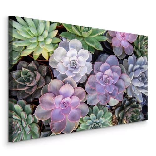 Canvas Kleurrijke vetplanten